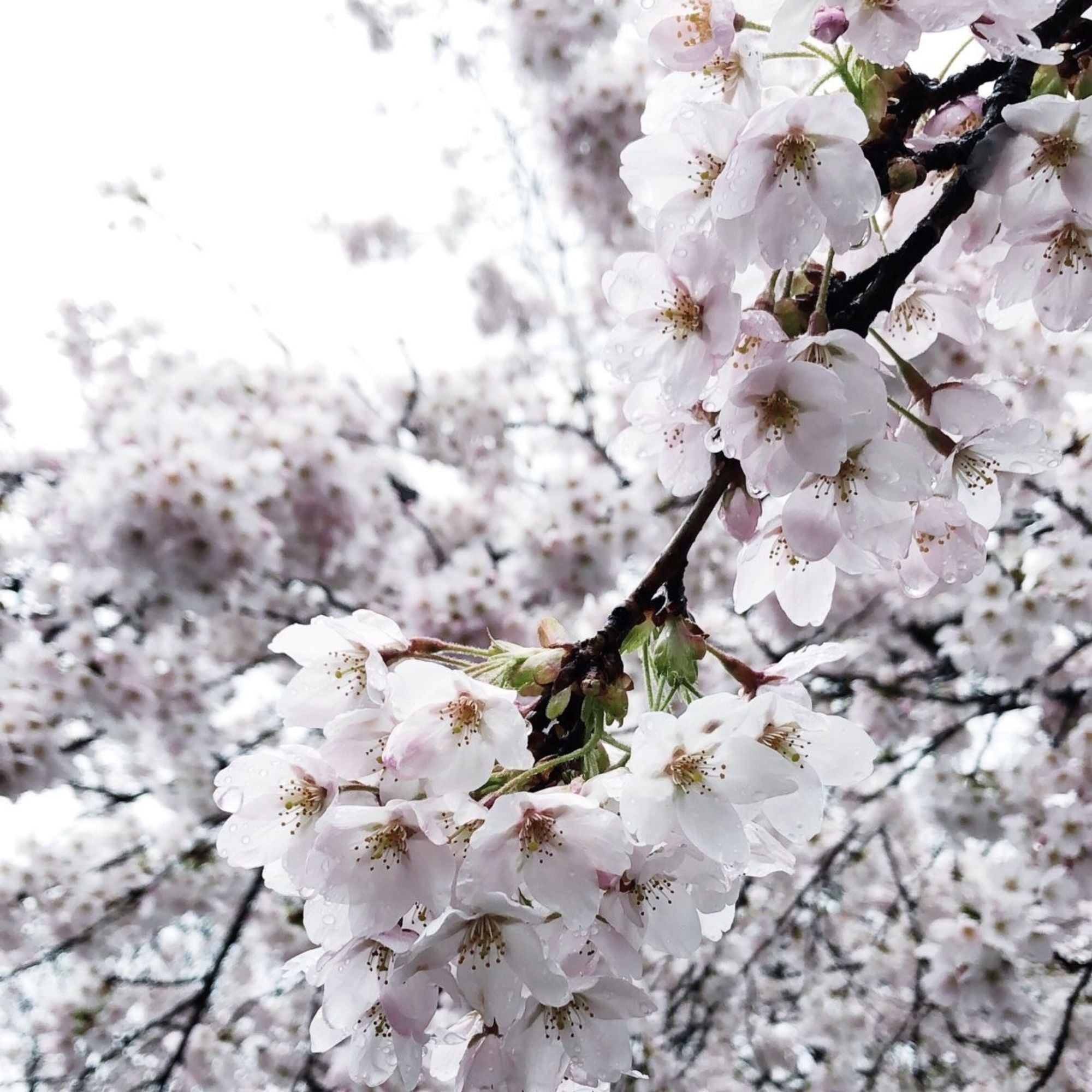 April Mood Blossom Tree Sophie Cameron Davies